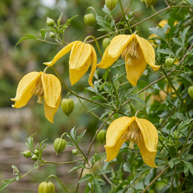 Clématite du Tangout (Clematis tangutica) - grimpante fleurie
