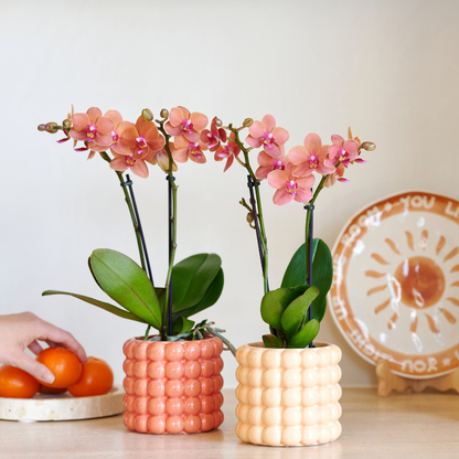 Orchidée Phalaenopsis orange en pot