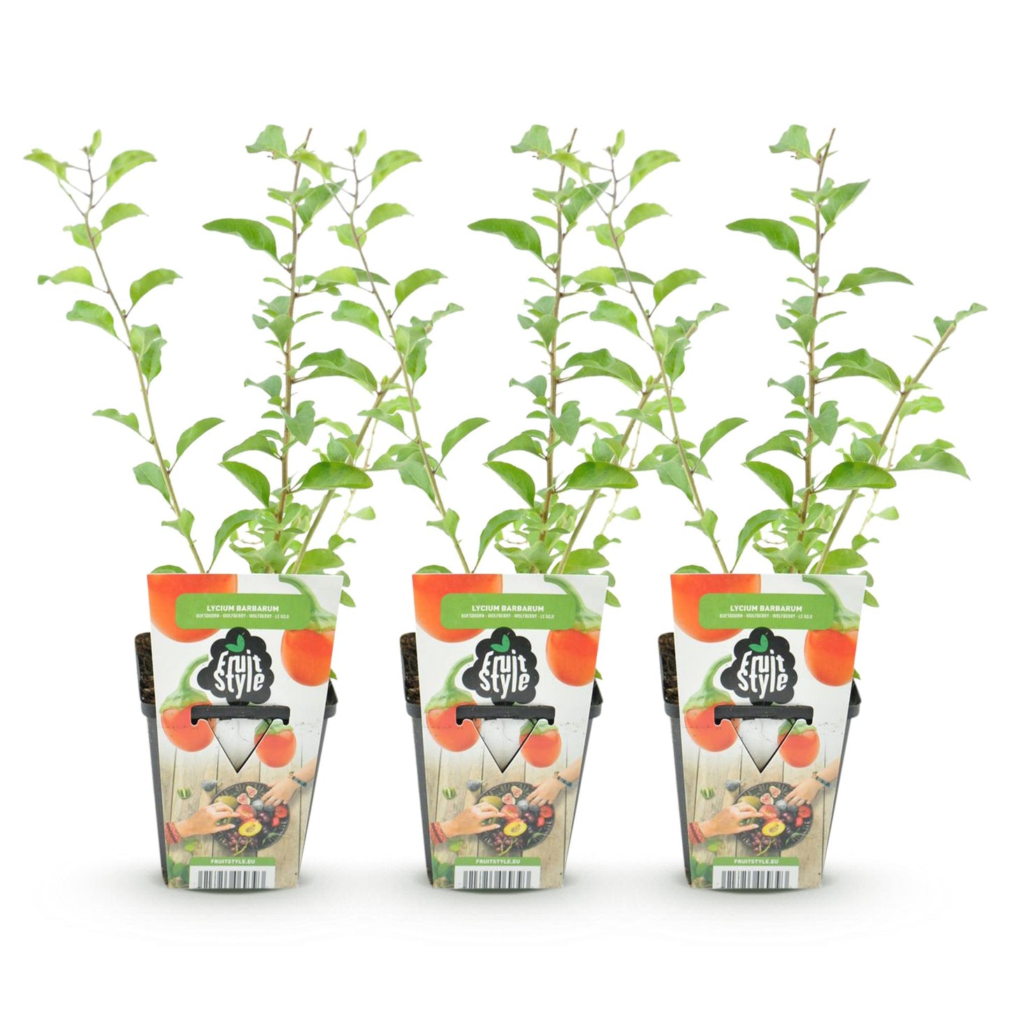 Baie de Goji (Lycium Barbarum) : 3 jeunes plants en pot, alignés sur fond blanc, avec des étiquettes 'Fruit Style' orange.