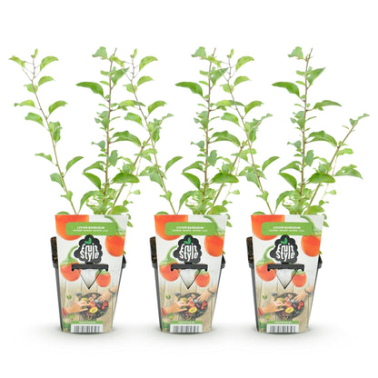 Baie de Goji (Lycium Barbarum) : 3 jeunes plants en pot, alignés sur fond blanc, avec des étiquettes 'Fruit Style' orange.