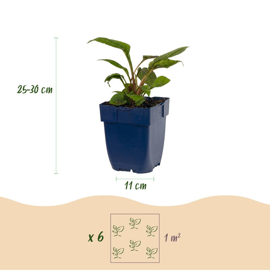 Plante vivace en pot bleu de 11 cm de diamètre, hauteur 25-30 cm. Schéma pour planter 6 plants par m².