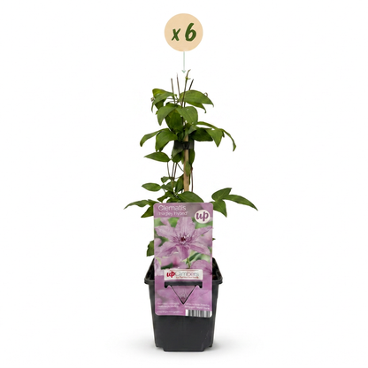 Clématite 'Hagley Hybrid' - lot de 6 plants, pot Ø9 cm