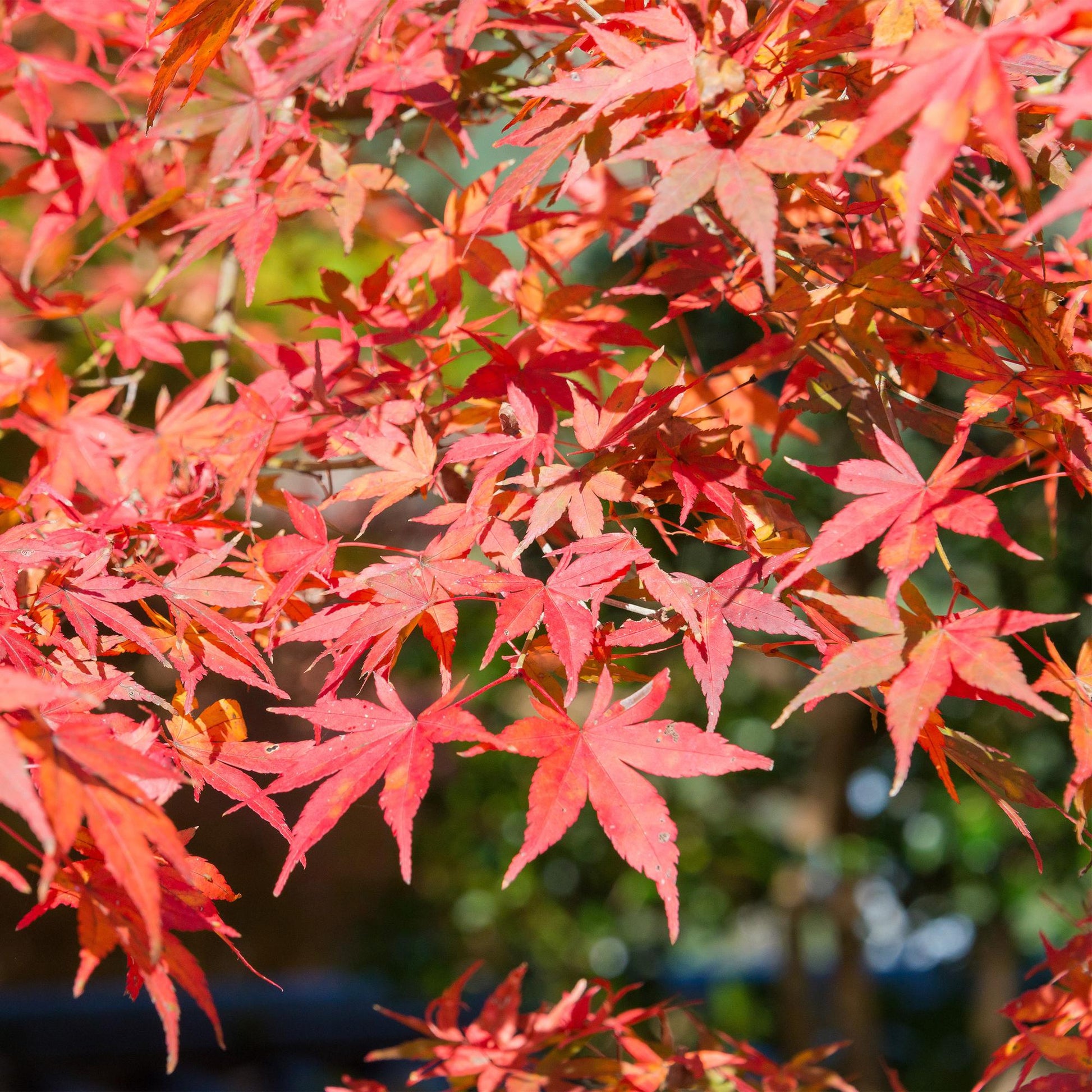Érable japonais Acer palmatum Shaina. Gros plan sur ses feuilles palmées d'un rouge écarlate flamboyant, typiques de l'automne.