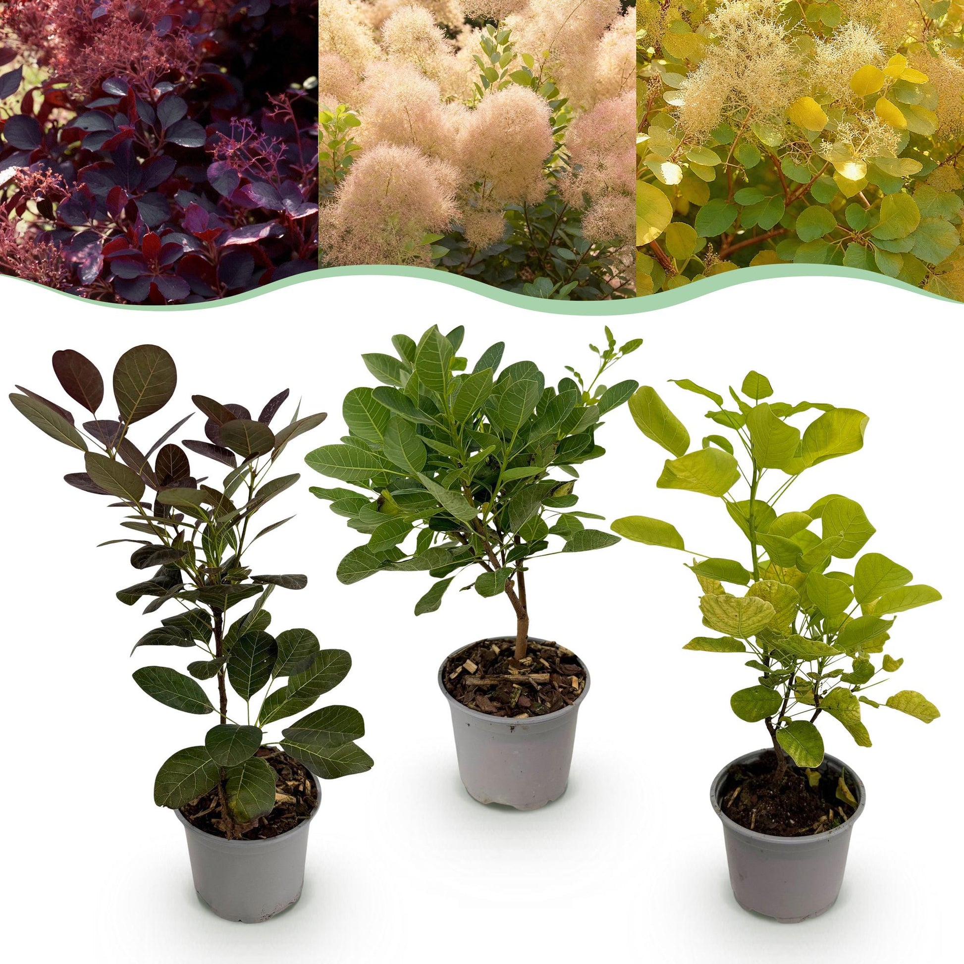 Cotinus coggyria Tricolour, un lot de trois plants en pot sur fond blanc, avec en arrière-plan des photos de la plante adulte violette, rose