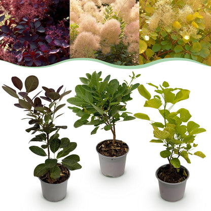 Cotinus coggyria Tricolour, un lot de trois plants en pot sur fond blanc, avec en arrière-plan des photos de la plante adulte violette, rose
