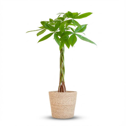 Pachira Aquatica plante d'intérieur en pot de 21cm avec cache-pot gris, hauteur 80cm, tronc tressé