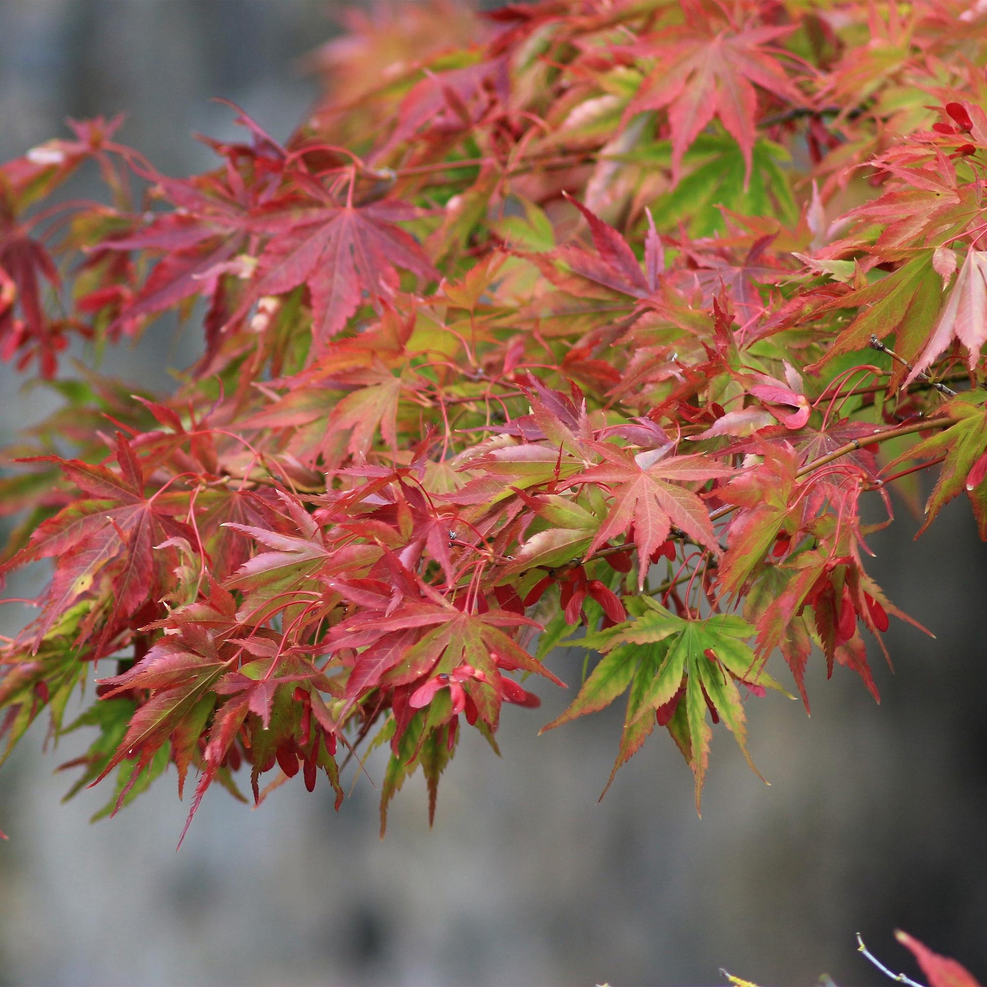 Acer palmatum Beni-maiko. Gros plan sur les feuilles caduques de l'érable japonais, affichant des teintes éclatantes de rouge et de vert.
