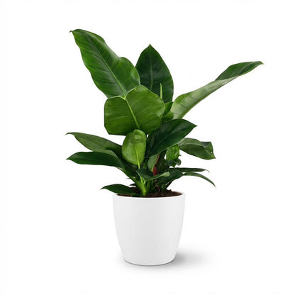 Plante d'intérieur - Philodendron - Philodendron Imperial Green - Vert - Entretien facile - 1 Plante - avec Pot Blanc - Pot 19cm - Hauteur 65cm