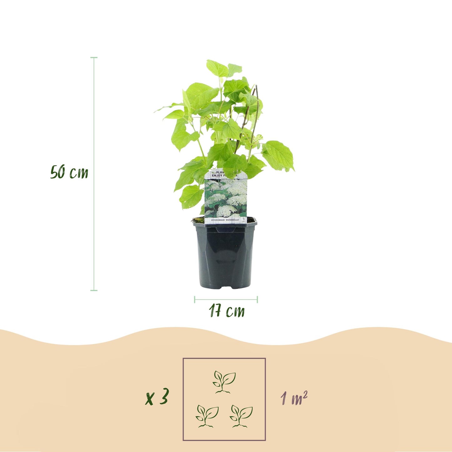 Hortensia Annabelle en pot : hauteur 50 cm, pot de 17 cm. Schéma pour 3 plants par mètre carré.