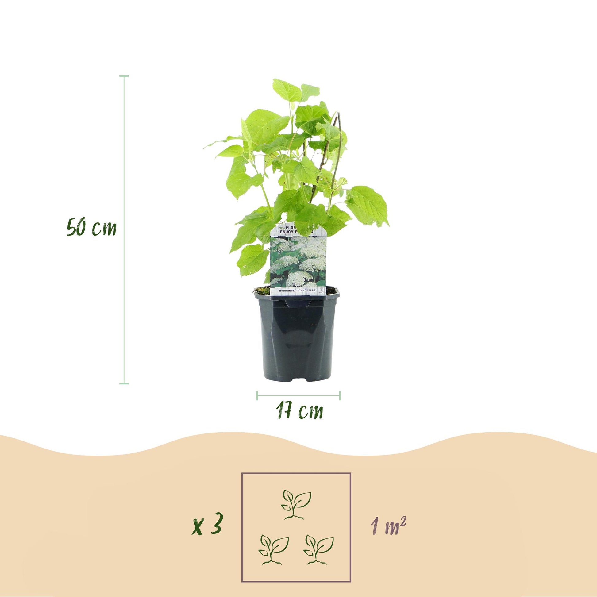 Hortensia Annabelle en pot : hauteur 50 cm, pot de 17 cm. Schéma pour 3 plants par mètre carré.