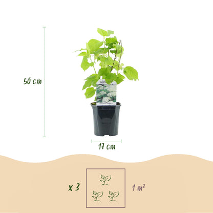 Hortensia Annabelle en pot : hauteur 50 cm, pot de 17 cm. Schéma pour 3 plants par mètre carré.