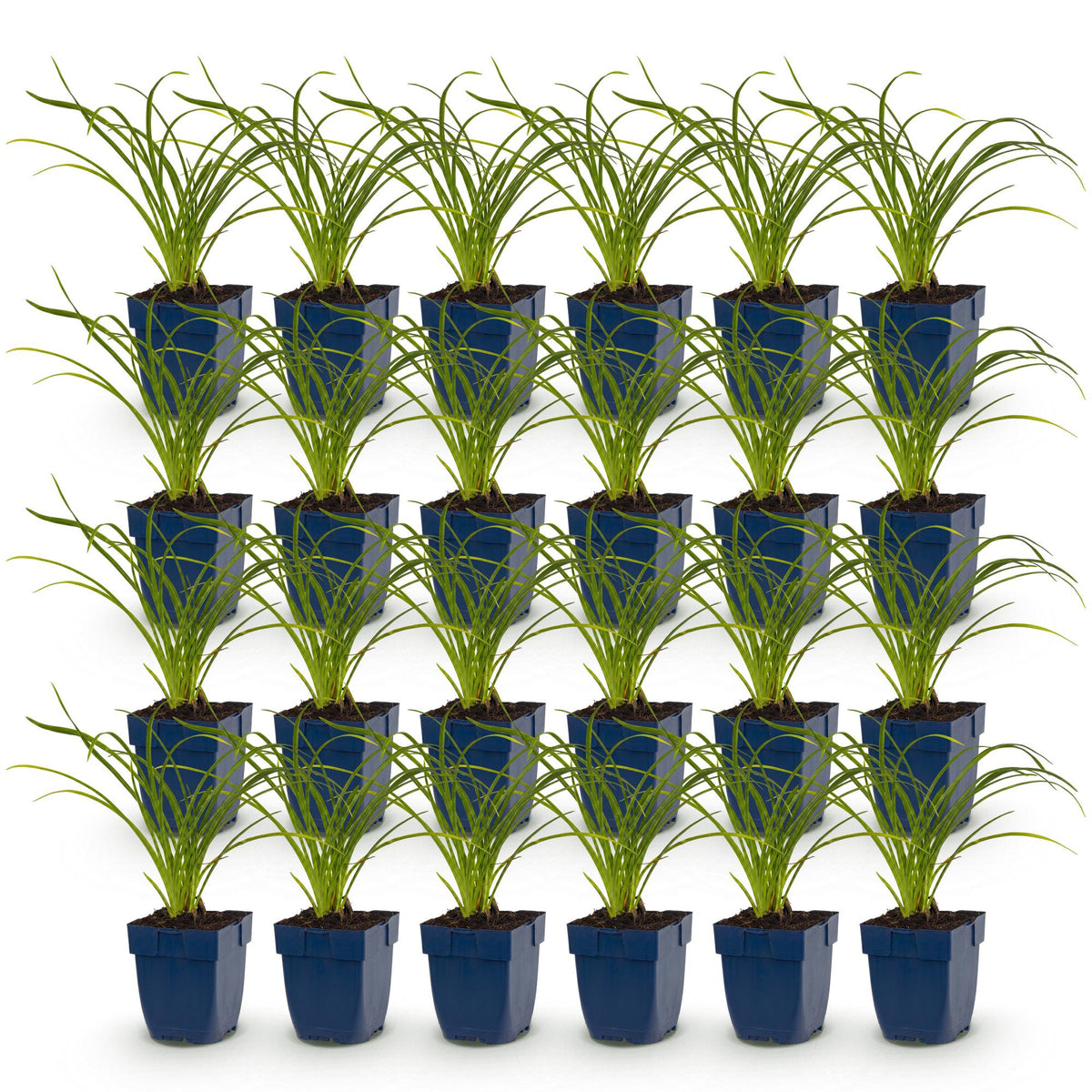 Hémérocalle 'Stella de Oro' - lot de 24 plants en pot de 11 cm