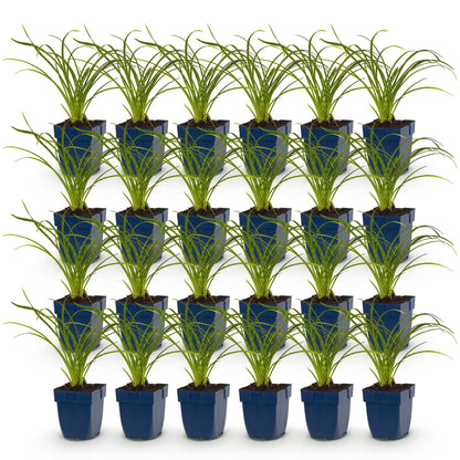 Hémérocalle 'Stella de Oro' - lot de 24 plants en pot de 11 cm