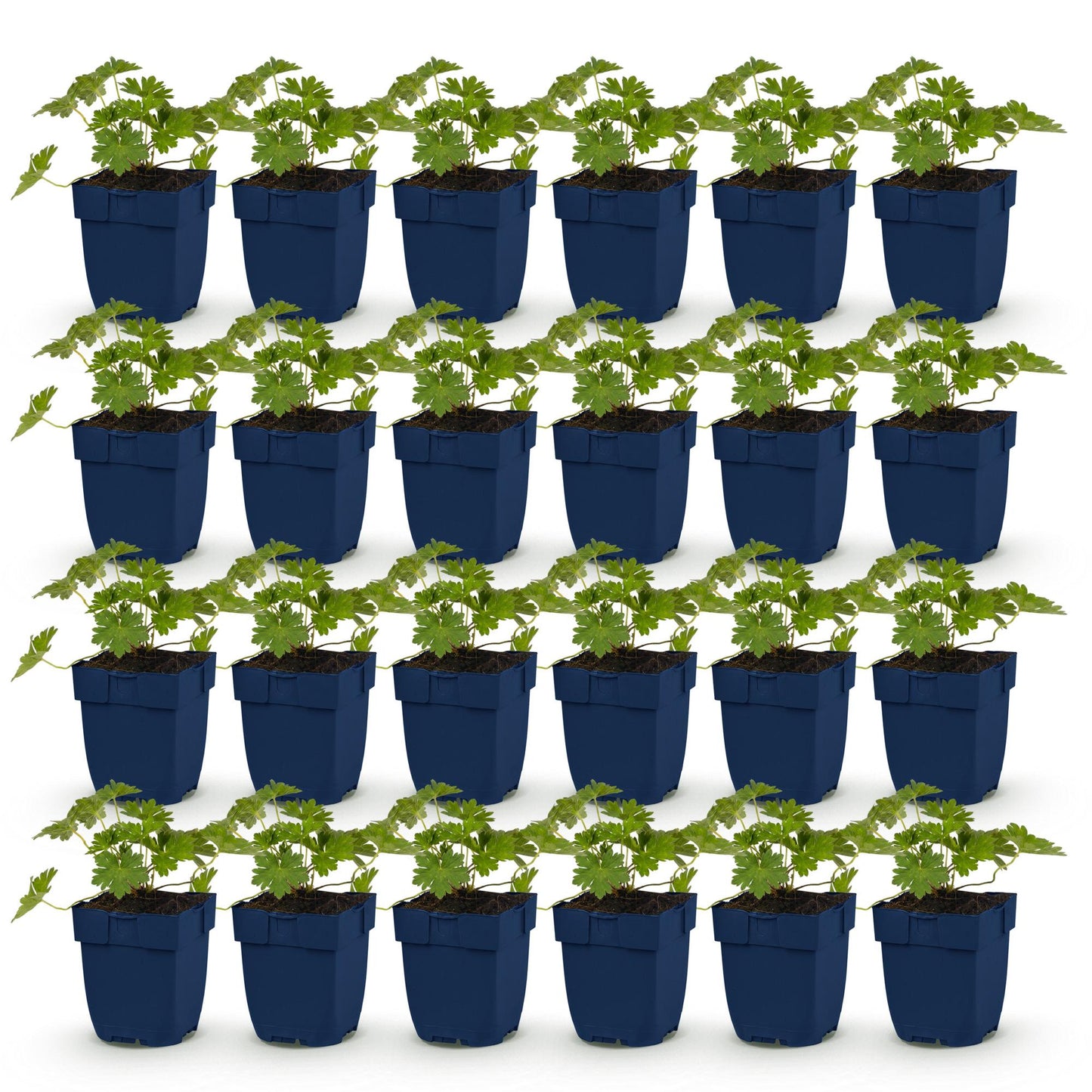 Géranium 'Rozanne', lot de plusieurs plants vivaces en pot de 11cm, prêts à être plantés pour une couverture de sol rapide et élégante.