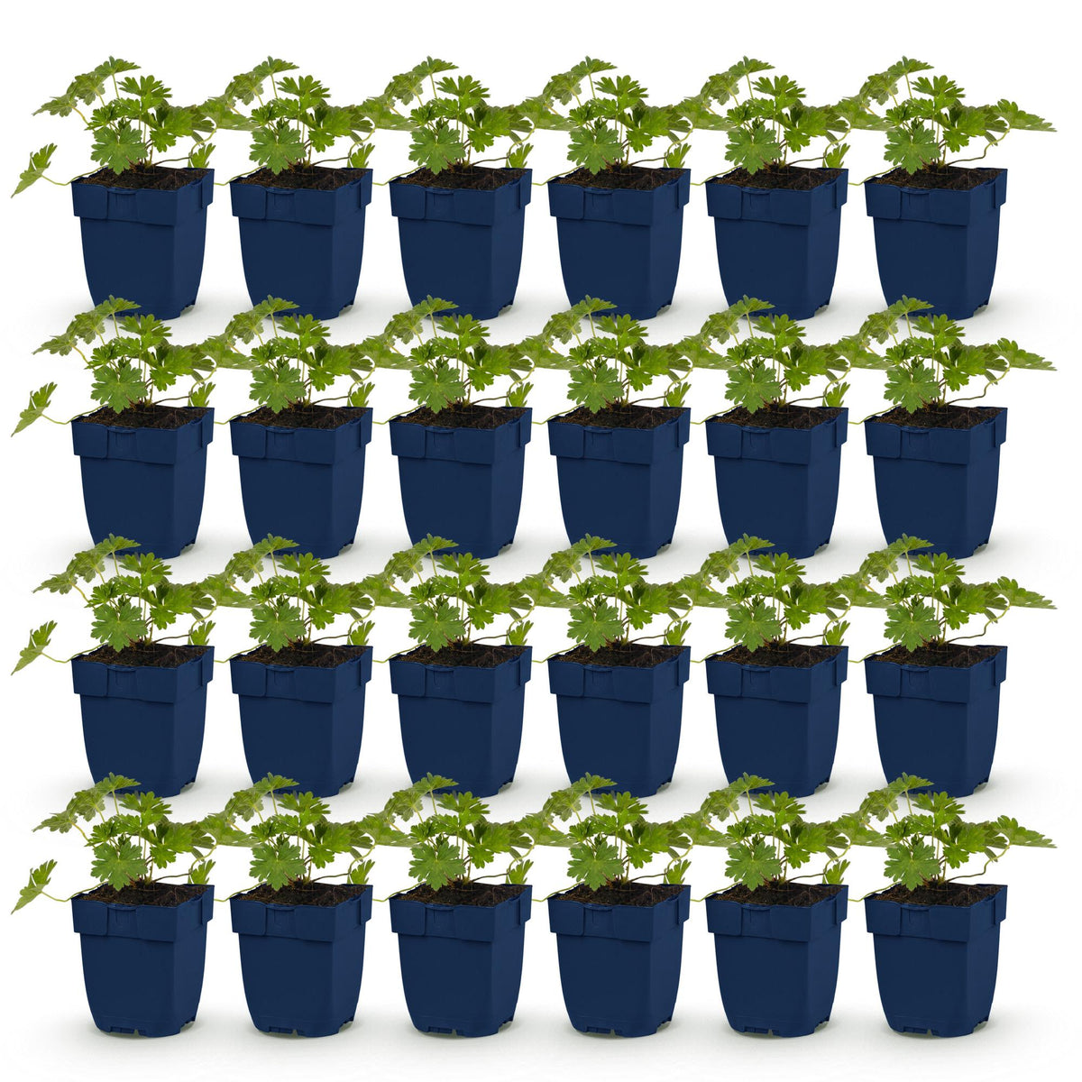 Géranium 'Rozanne', lot de plusieurs plants vivaces en pot de 11cm, prêts à être plantés pour une couverture de sol rapide et élégante.