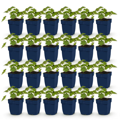 Géranium 'Rozanne', lot de plusieurs plants vivaces en pot de 11cm, prêts à être plantés pour une couverture de sol rapide et élégante.