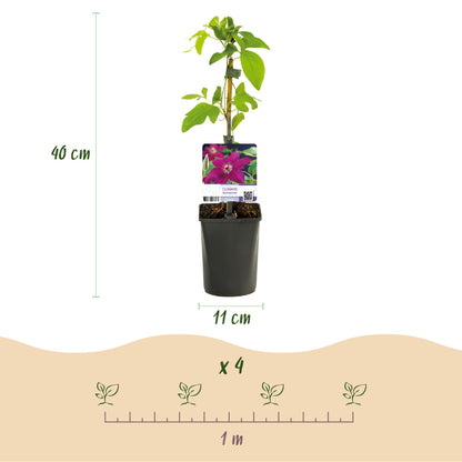 Clématite Westerplatte : Infographie détaillant la hauteur de 40 cm et le pot de 11 cm, avec un espacement de 1 m pour 4 plants.