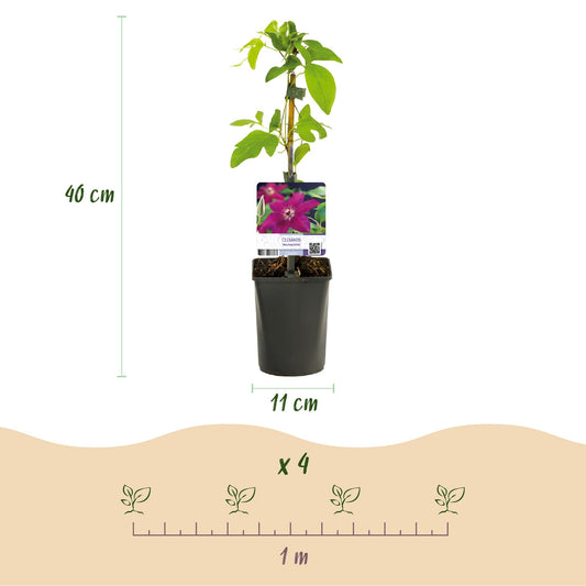 Clématite Westerplatte : Infographie détaillant la hauteur de 40 cm et le pot de 11 cm, avec un espacement de 1 m pour 4 plants.