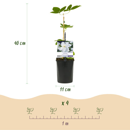 Clématite Madame Le Coultre : schéma des dimensions (hauteur 40 cm, pot 11 cm) et de l'espacement de plantation (x4 plantes sur 1 mètre).
