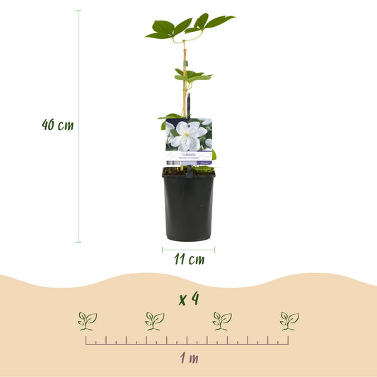 Clématite Madame Le Coultre : schéma des dimensions (hauteur 40 cm, pot 11 cm) et de l'espacement de plantation (x4 plantes sur 1 mètre).