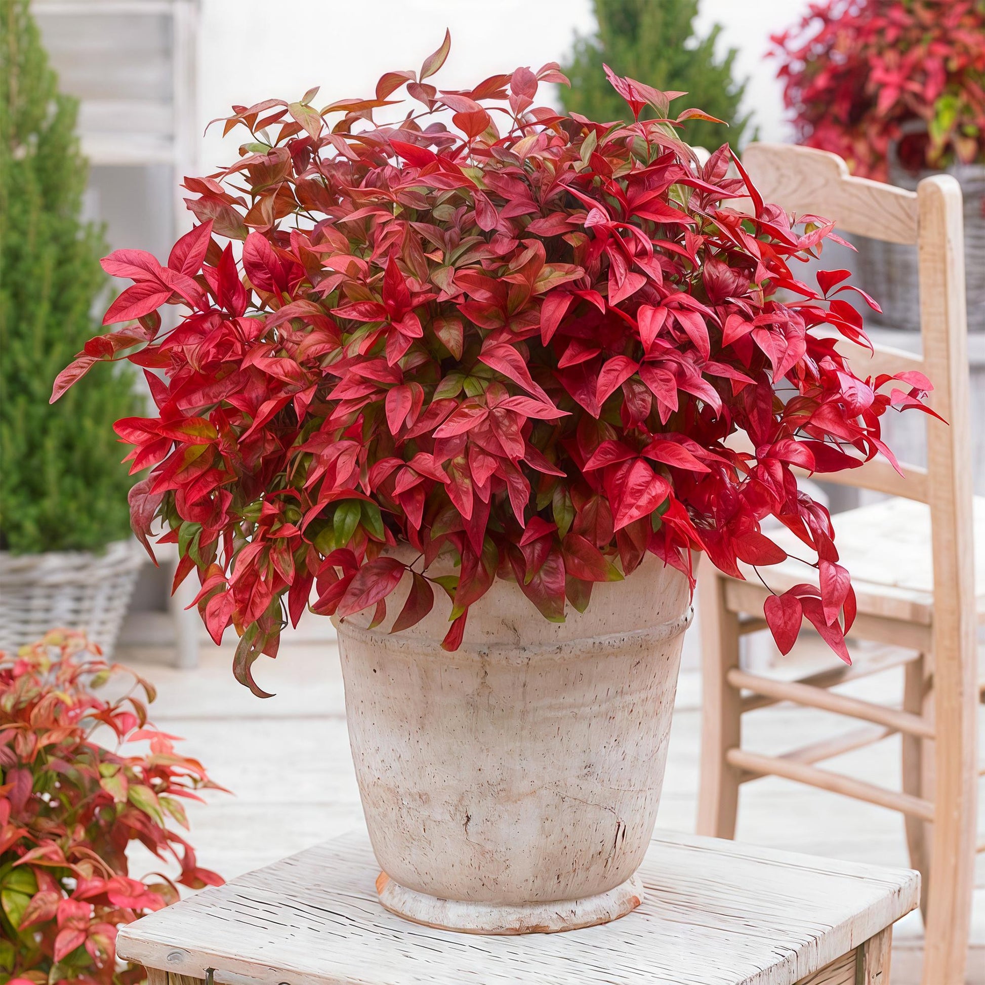 Nandina Blush Pink avec son feuillage rouge éclatant, présentée dans un pot décoratif sur une table en bois clair dans un jardin.