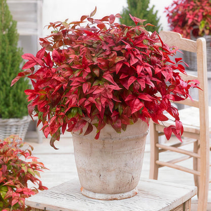 Nandina Blush Pink avec son feuillage rouge éclatant, présentée dans un pot décoratif sur une table en bois clair dans un jardin.
