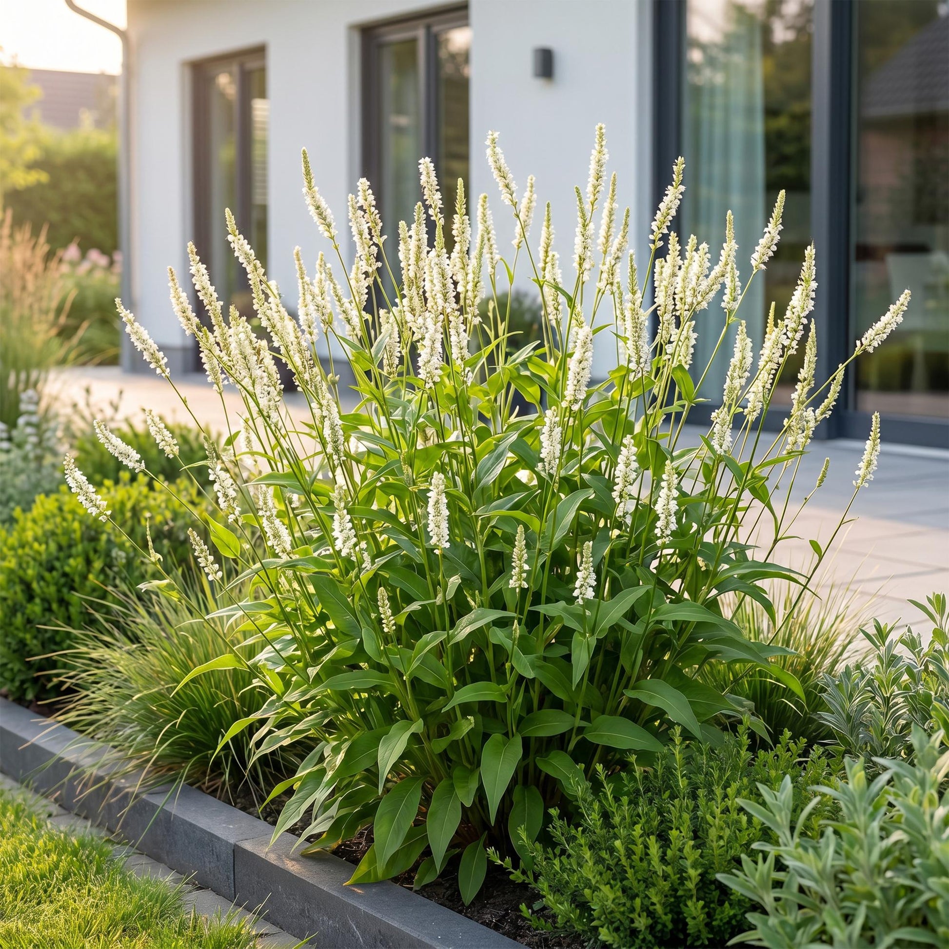 Renouée (Persicaria ampl. Alba) aux fleurs blanches en épis, plantée en massif le long d'une terrasse ensoleillée, avec d'autres végétaux.