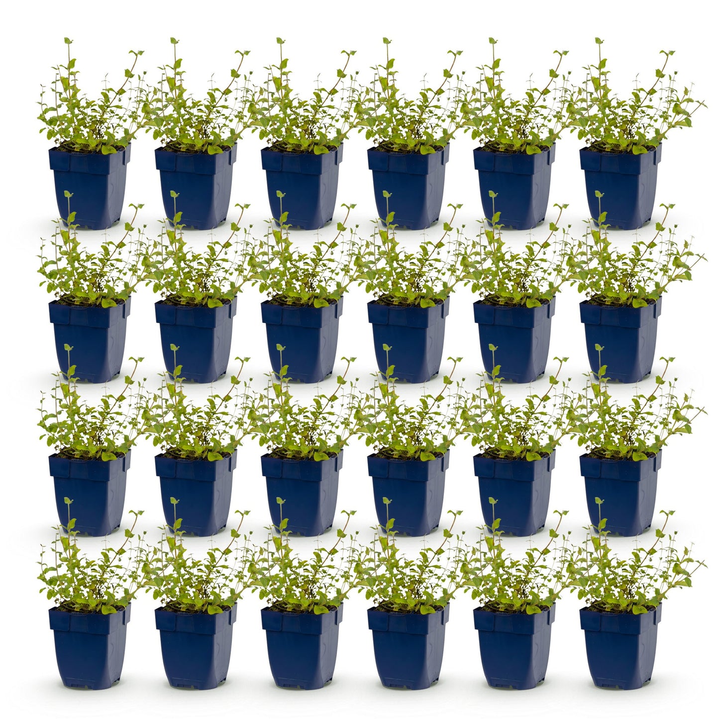 Nepeta rac. Grog, lot de 20 plants d'herbe à chats en pot bleu, prêts à être plantés, sur fond blanc.