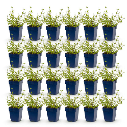 Nepeta rac. Grog, lot de 20 plants d'herbe à chats en pot bleu, prêts à être plantés, sur fond blanc.