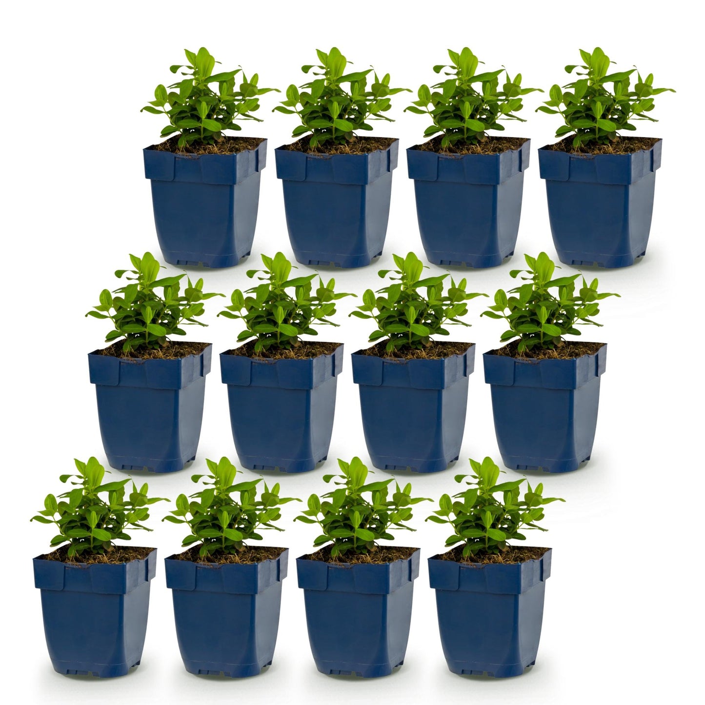 Hypericum calycinum - millepertuis en pot : un lot de 15 jeunes plants sur un fond blanc, prêts à être plantés dans votre jardin.