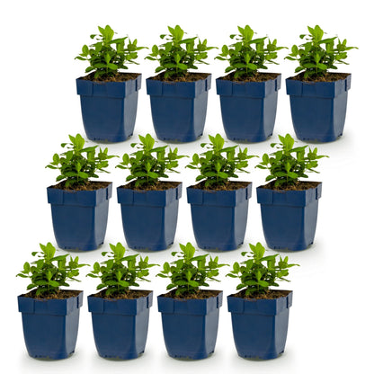 Hypericum calycinum - millepertuis en pot : un lot de 15 jeunes plants sur un fond blanc, prêts à être plantés dans votre jardin.