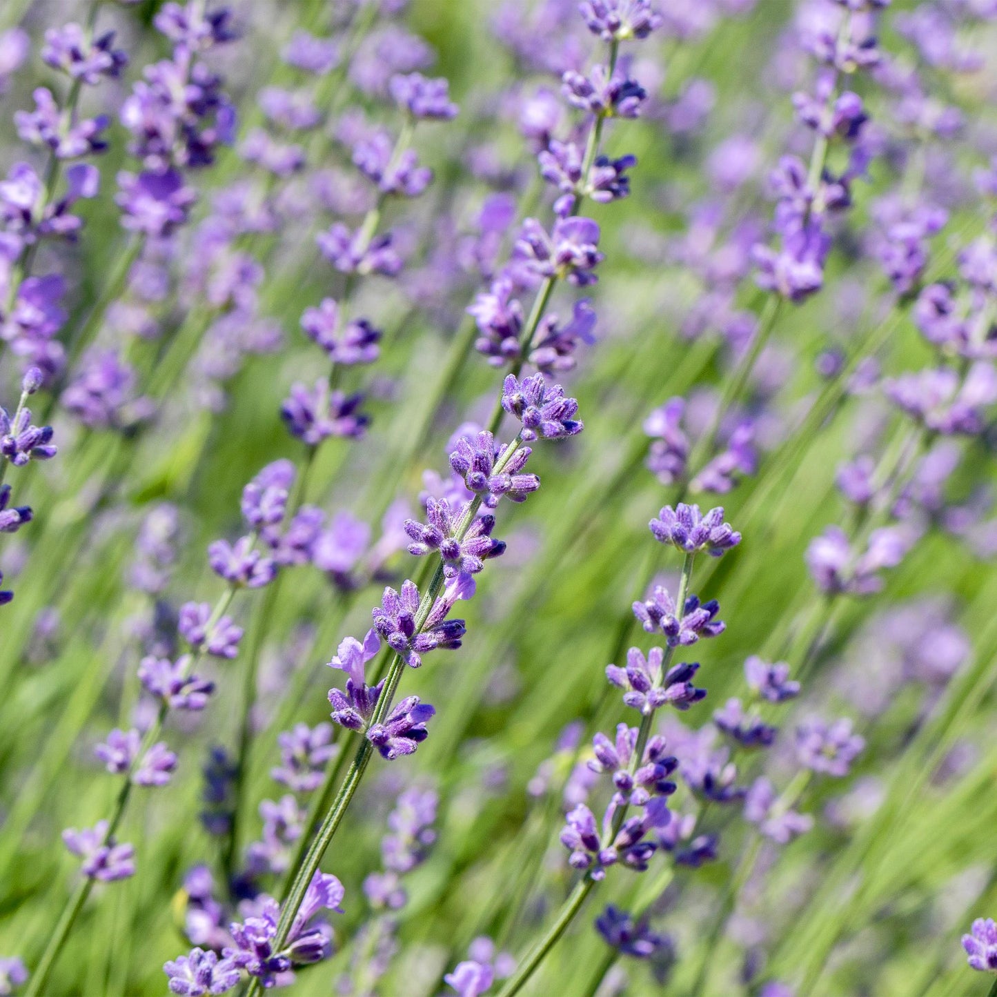 Lavandula angustifolia Hidcote : gros plan sur les épis floraux violets vifs de cette lavande.