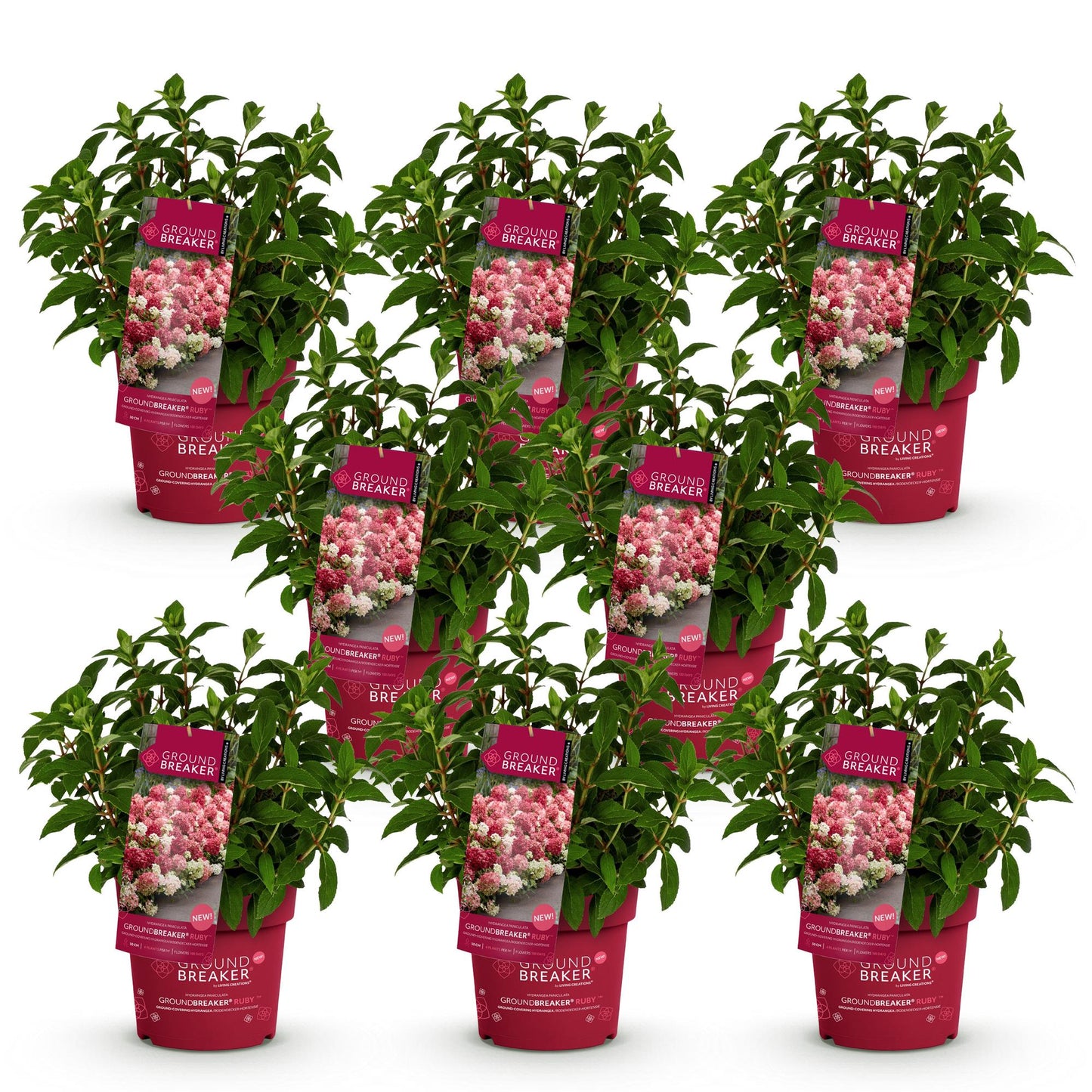 Hydrangea paniculata Groundbreaker Ruby. Lot de 8 hortensias en pots rouges de 14cm, feuillage vert, avec étiquettes montrant des fleurs ros