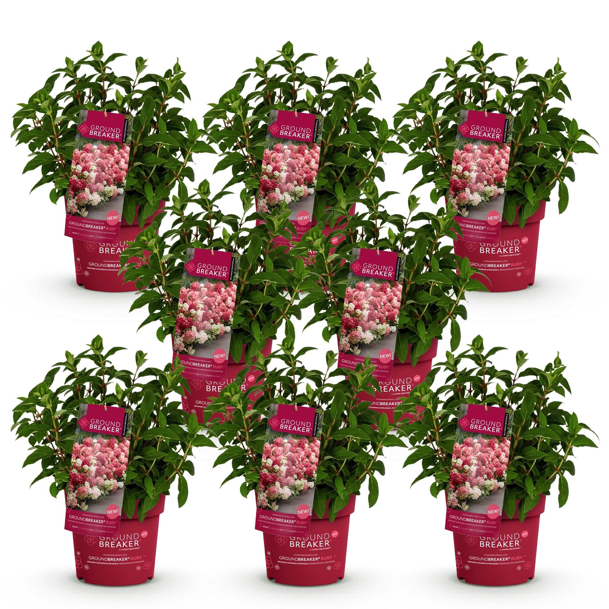 Hydrangea paniculata Groundbreaker Ruby. Lot de 8 hortensias en pots rouges de 14cm, feuillage vert, avec étiquettes montrant des fleurs ros
