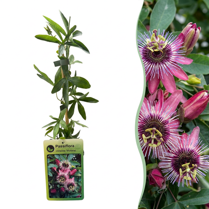 Passiflore 'Victoria' (Passiflora) - grimpante fleurie exotique