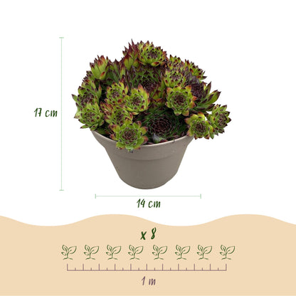 Sempervivum Big Sam. Infographie illustrant le plant en pot de 14 cm de diamètre et 17 cm de hauteur, avec un espacement de 1 mètre pour 8 p