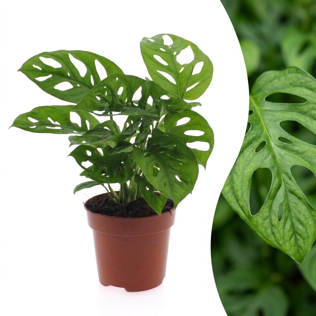Un pot marron de 12 cm contenant une Monstera Adansonii aux feuilles vertes perforées et brillantes