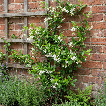 Jasmin étoilé (Trachelospermum jasminoides) - grimpante persistante parfumée