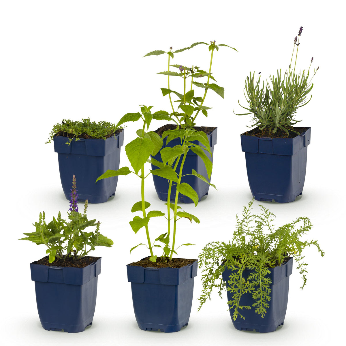 Pack de vivaces parfumées pour massif - 6 plants