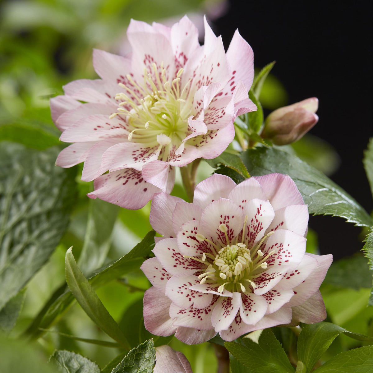 Rose de Carême Helleborus orientalis 'Double Ellen Pink' en pot de 14 cm, fleurs doubles rose tendre