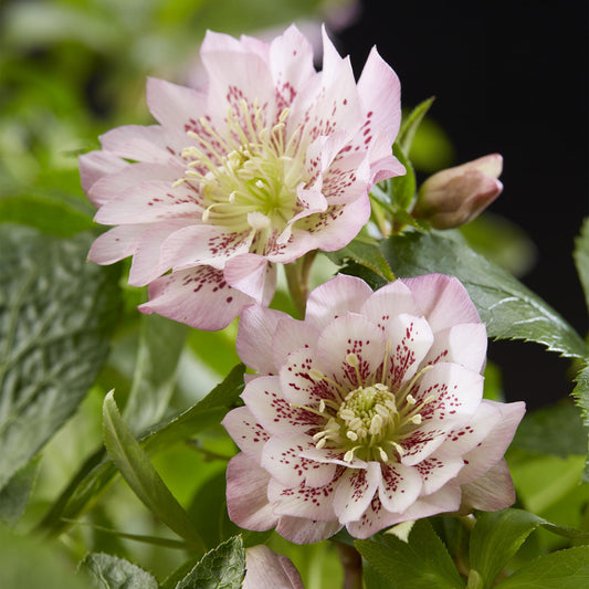 Rose de Carême Helleborus orientalis 'Double Ellen Pink' en pot de 14 cm, fleurs doubles rose tendre