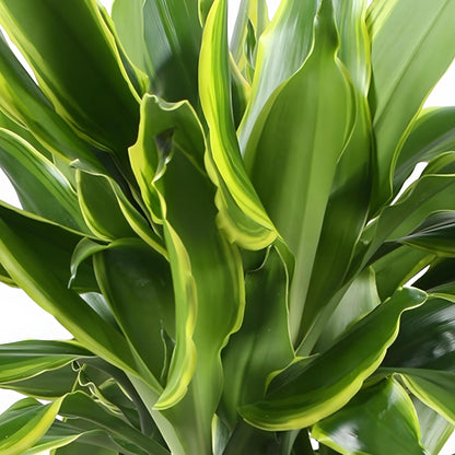 Plantes d'intérieur - Dracaena fragrans Golden Coast - Arbre à dragon - Peu d'entretien - Panaché - 1 Plante - Pot 17cm - Hauteur 50-55cm