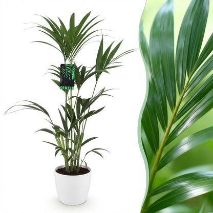 Howea Forsteriana Kentia Palm plante d'intérieur en pot 21cm, hauteur 120-130cm, grandes palmes vertes arquées