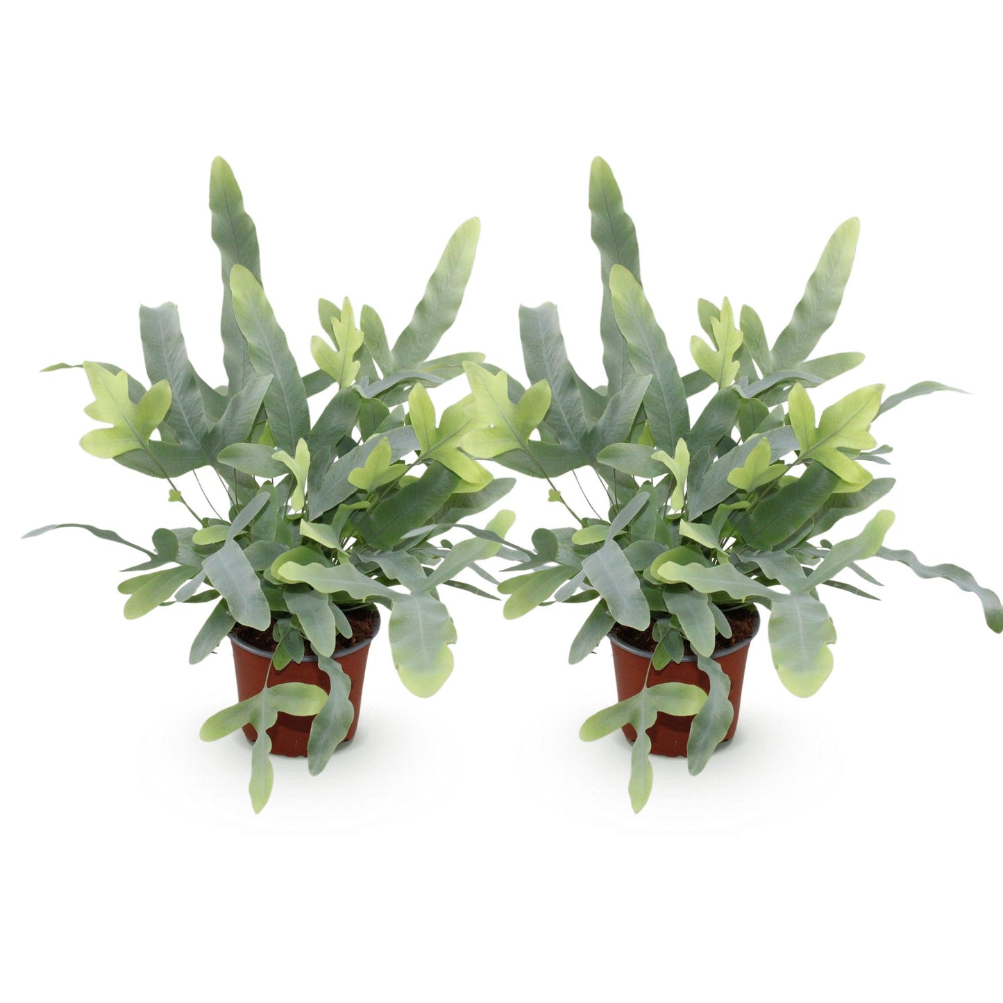 Deux fougères bleues Phlebodium aureum Blue Star avec des frondes ondulées vert-bleu et de jeunes pousses claires dans des pots de
