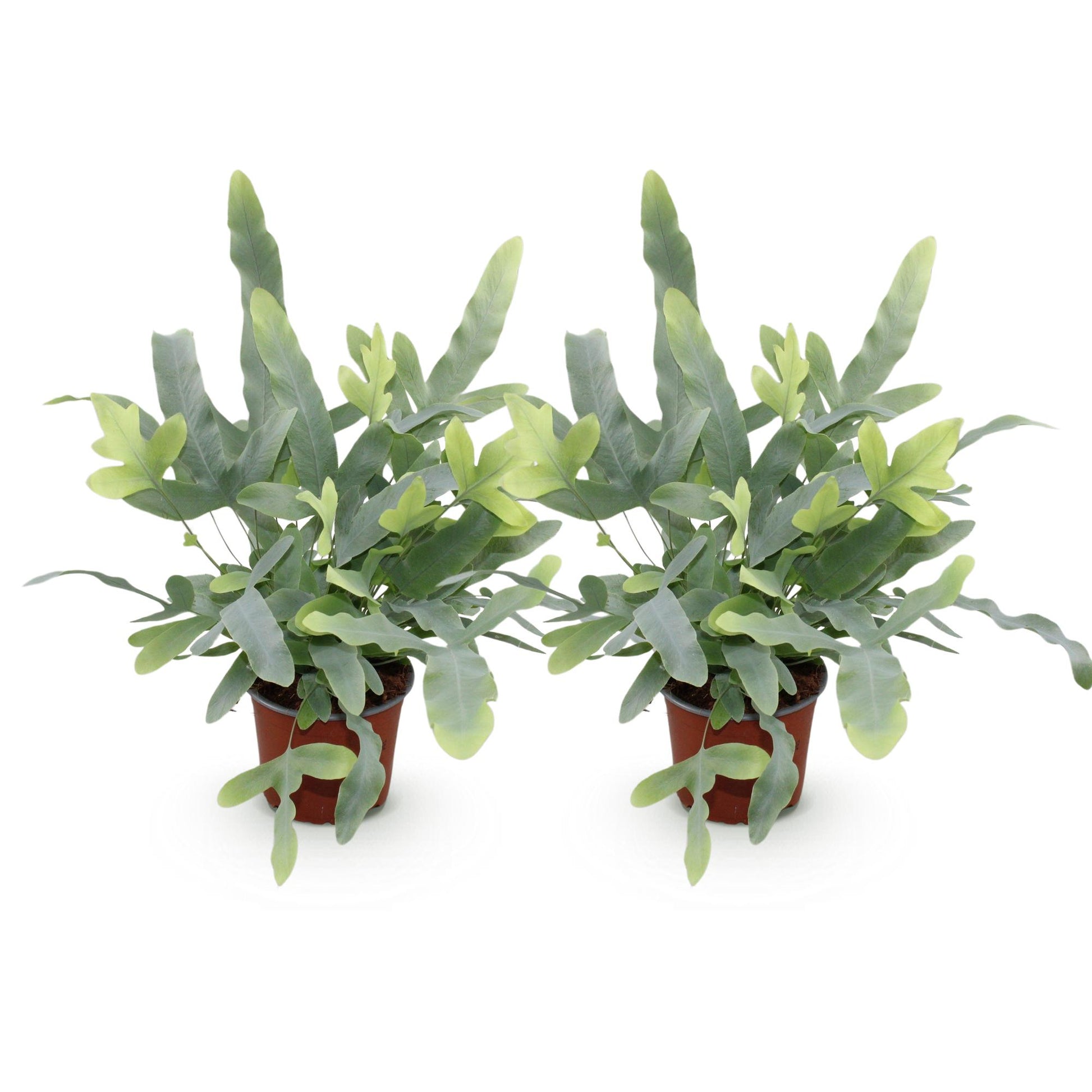 Deux fougères bleues Phlebodium aureum Blue Star avec des frondes ondulées vert-bleu et de jeunes pousses claires dans des pots de