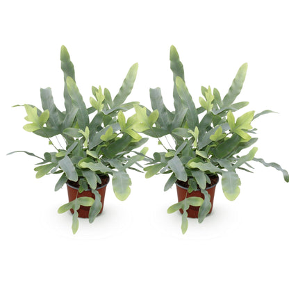 Deux fougères bleues Phlebodium aureum Blue Star avec des frondes ondulées vert-bleu et de jeunes pousses claires dans des pots de