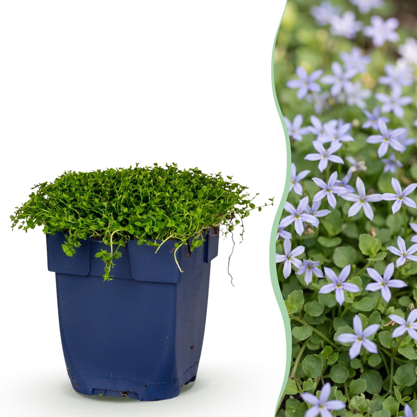 Isotoma fluviatilis. Une plante vivace à petites feuilles vertes dans un pot bleu foncé est accolée à une photo de ses fleurs étoilées bleue