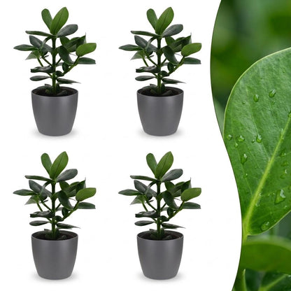 Quatre Clusia Princess en pot de 12cm avec un cache-pot Gris, avec un gros plan sur une feuille de Clusia humide en arrière-plan
