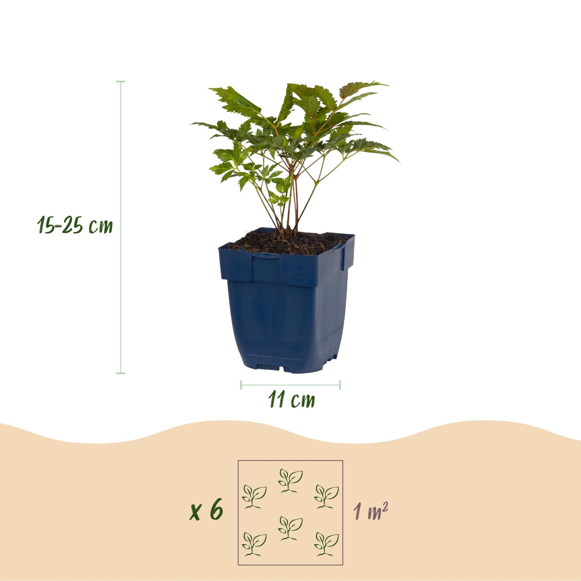 Astilbe (A) Fanal, schéma indiquant la hauteur du plant (15-25 cm), le diamètre du pot (11 cm) et la densité de plantation (6 plants par m²)