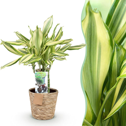 Plantes d'intérieur - Dracaena fragrans Diamond Dream - Dragon Blood Tree - Peu d'entretien - avec panier - Multicolore - 1 Plante - Pot 17cm - Hauteur 50-55cm